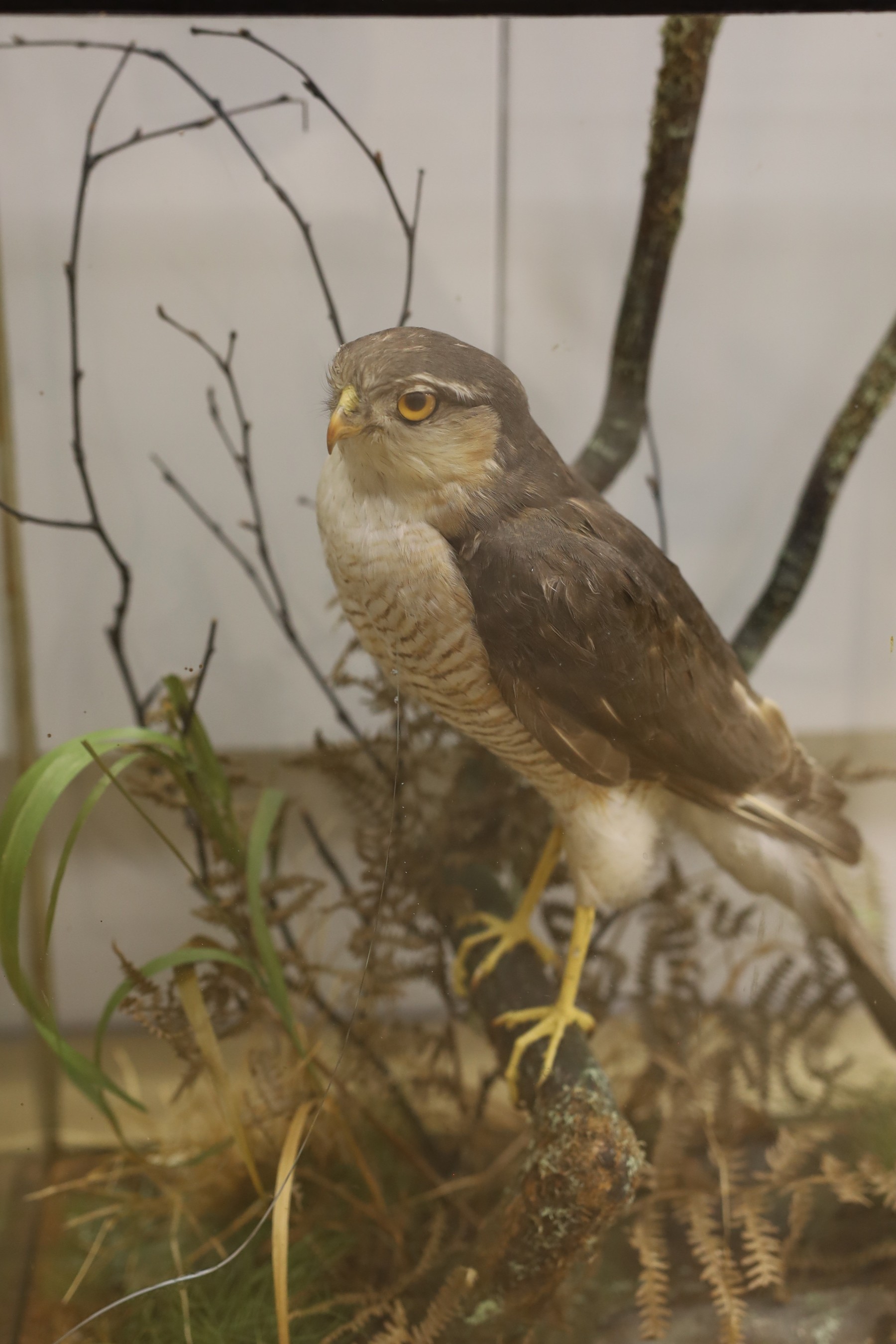A cased taxidermic male sparrow hawk perched amongst foliage